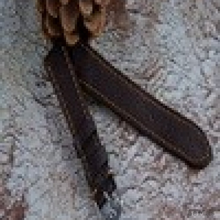 Brown Leather Watch Strap Brown Leather Watch Strap